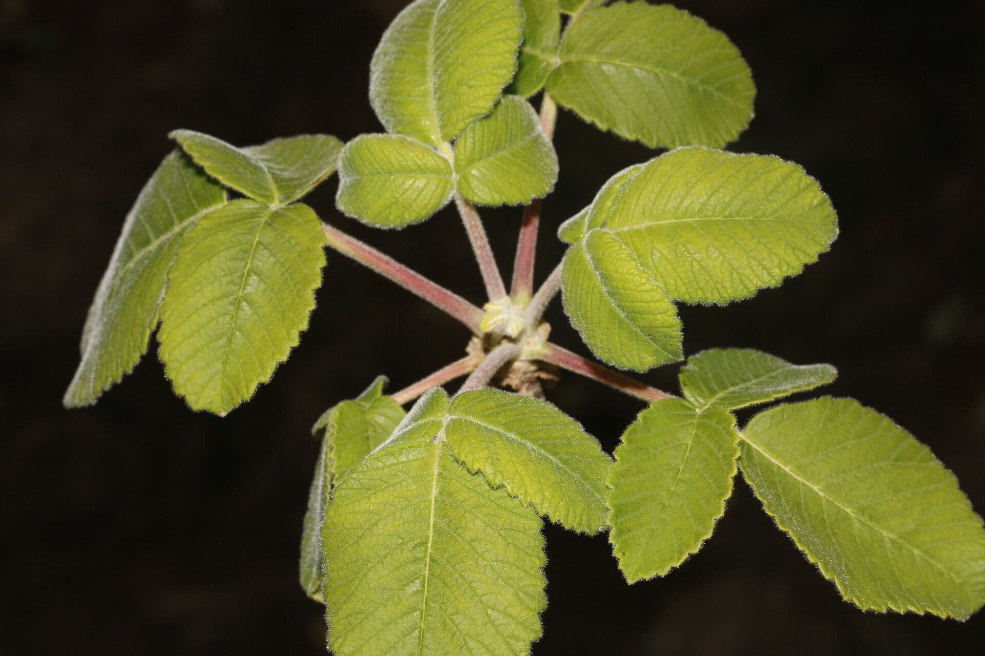 Amphipterygium 4