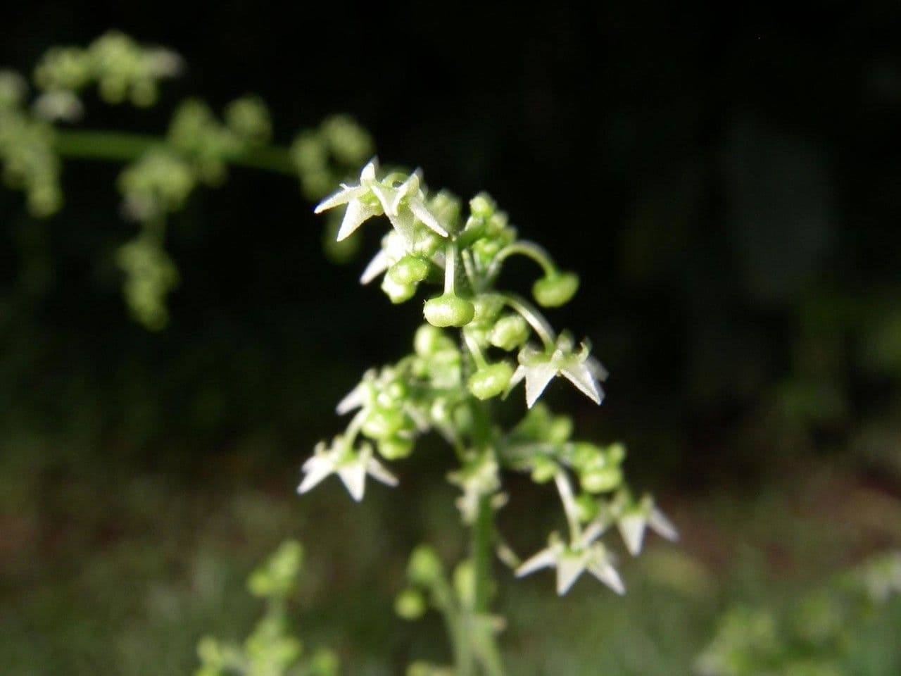 Sicydium 8