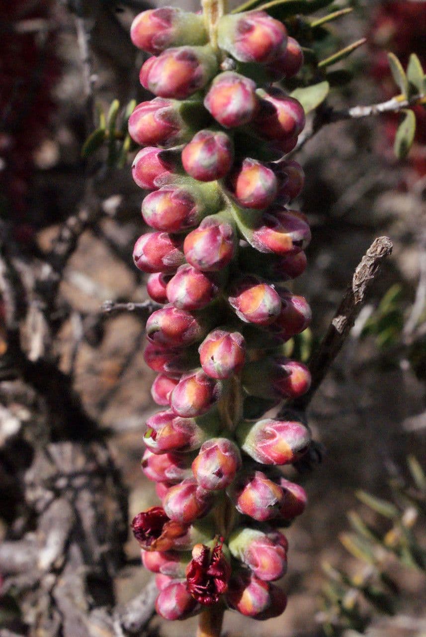 Kunzea Baxtera 2