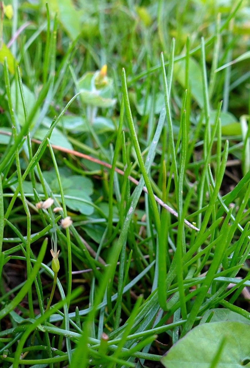 Littorella 13