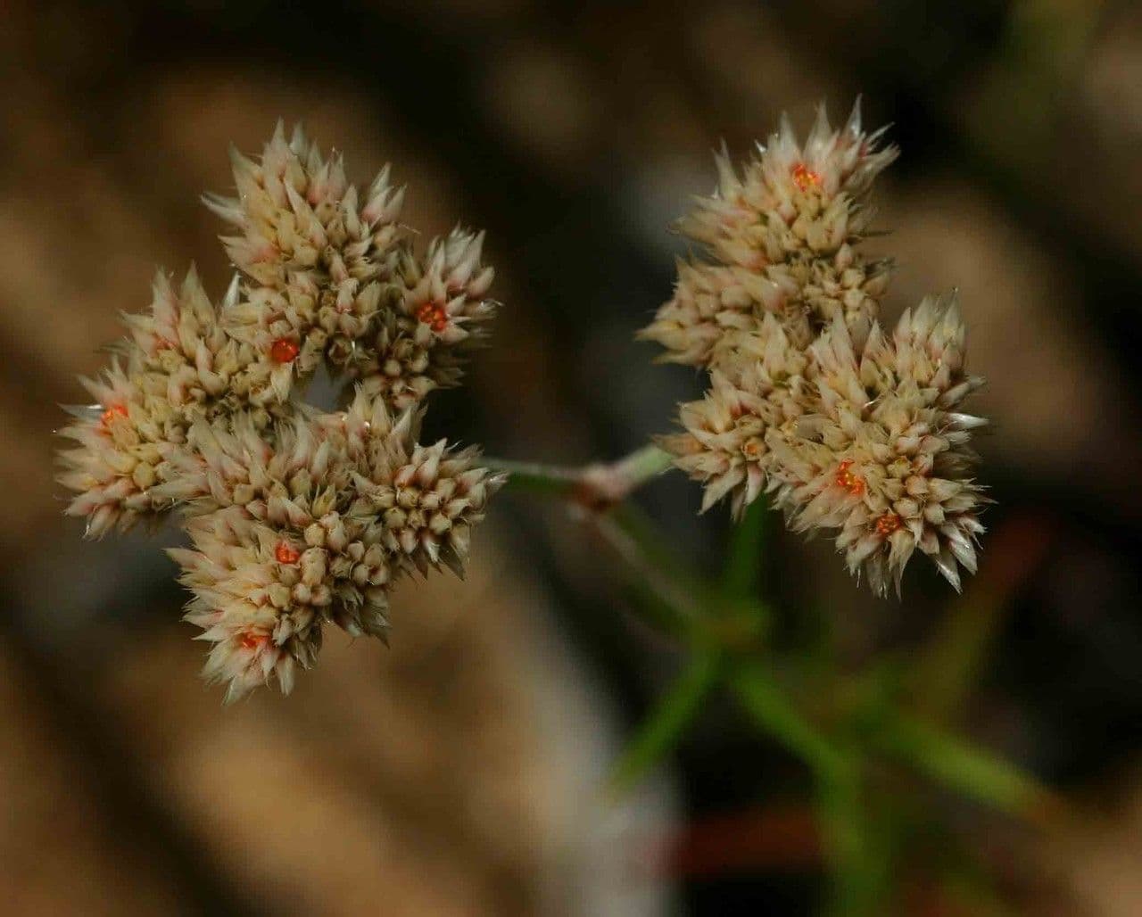 Polycarpaea corymbosa 2