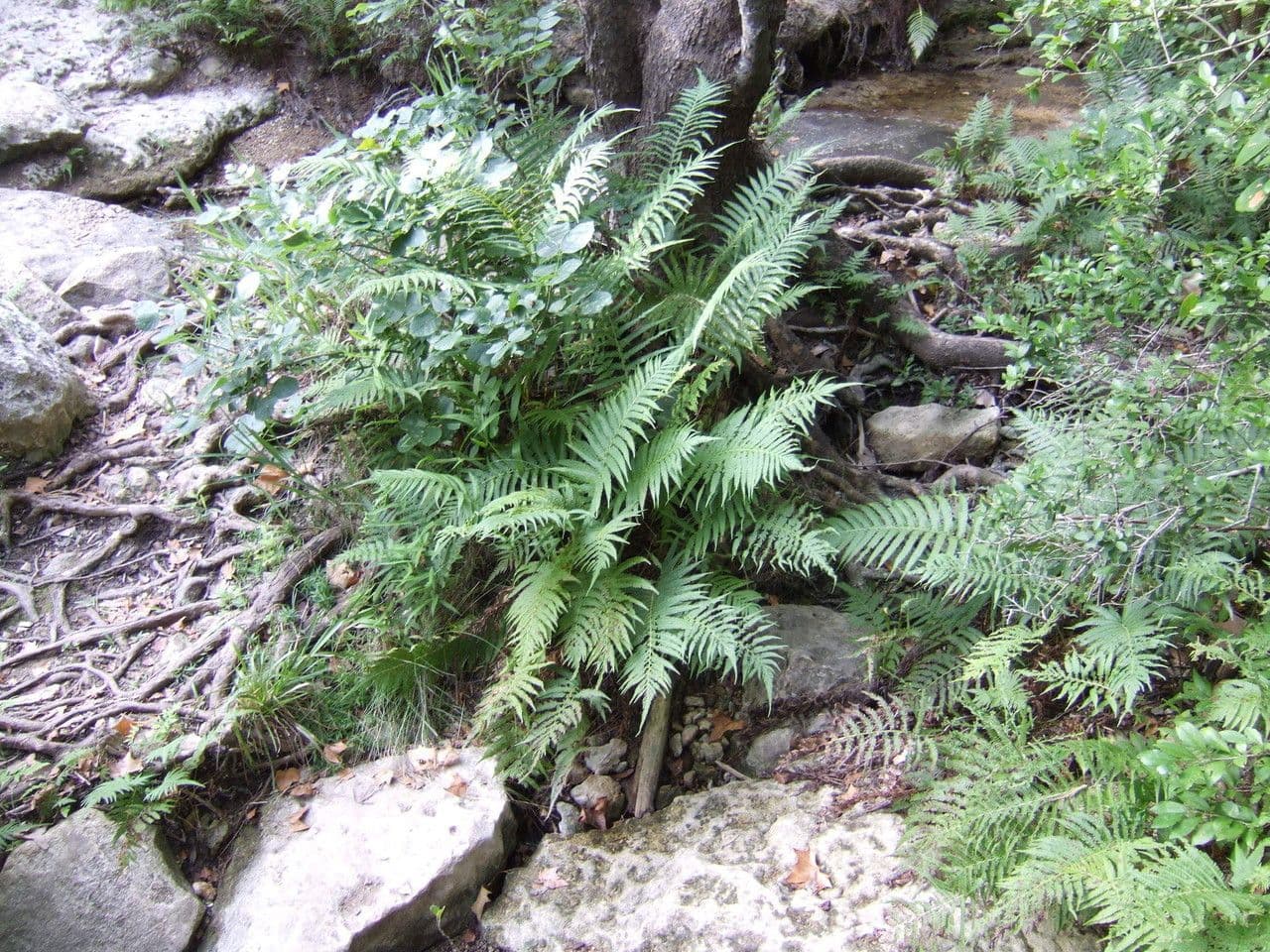 Thelypteris ovata 5
