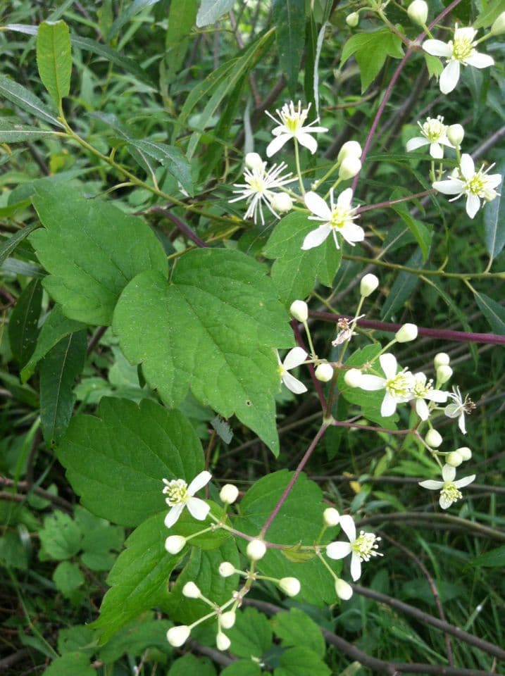 Clematide virginiana 12