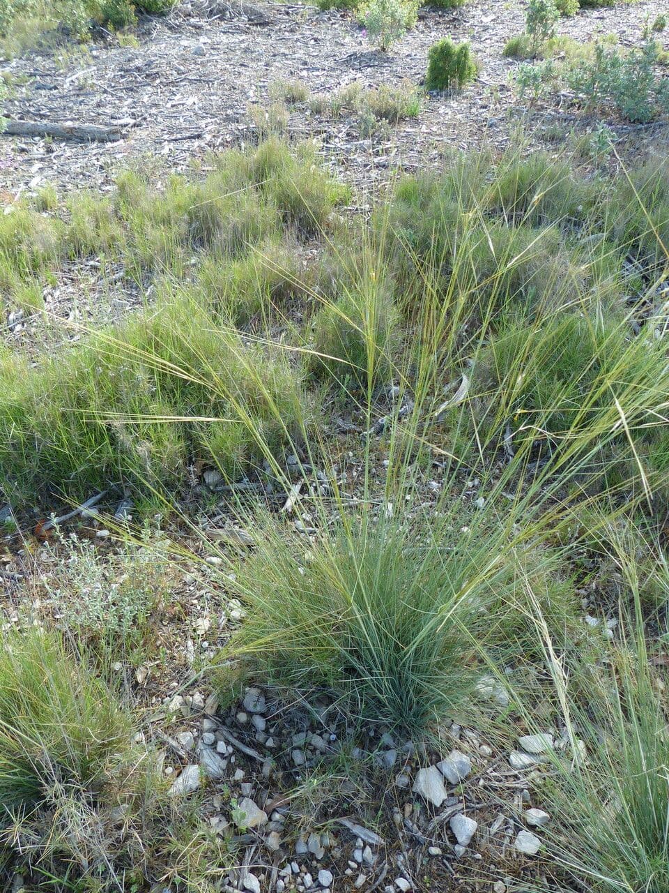 Federgras