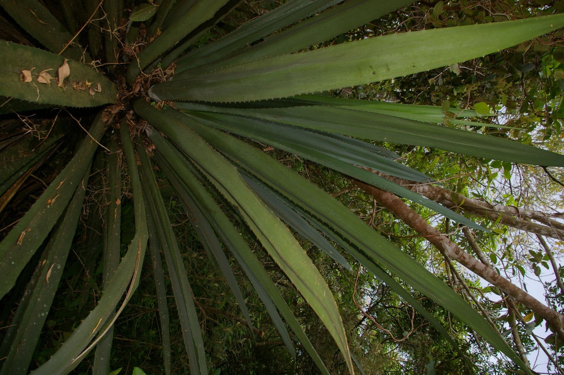 Agave 8