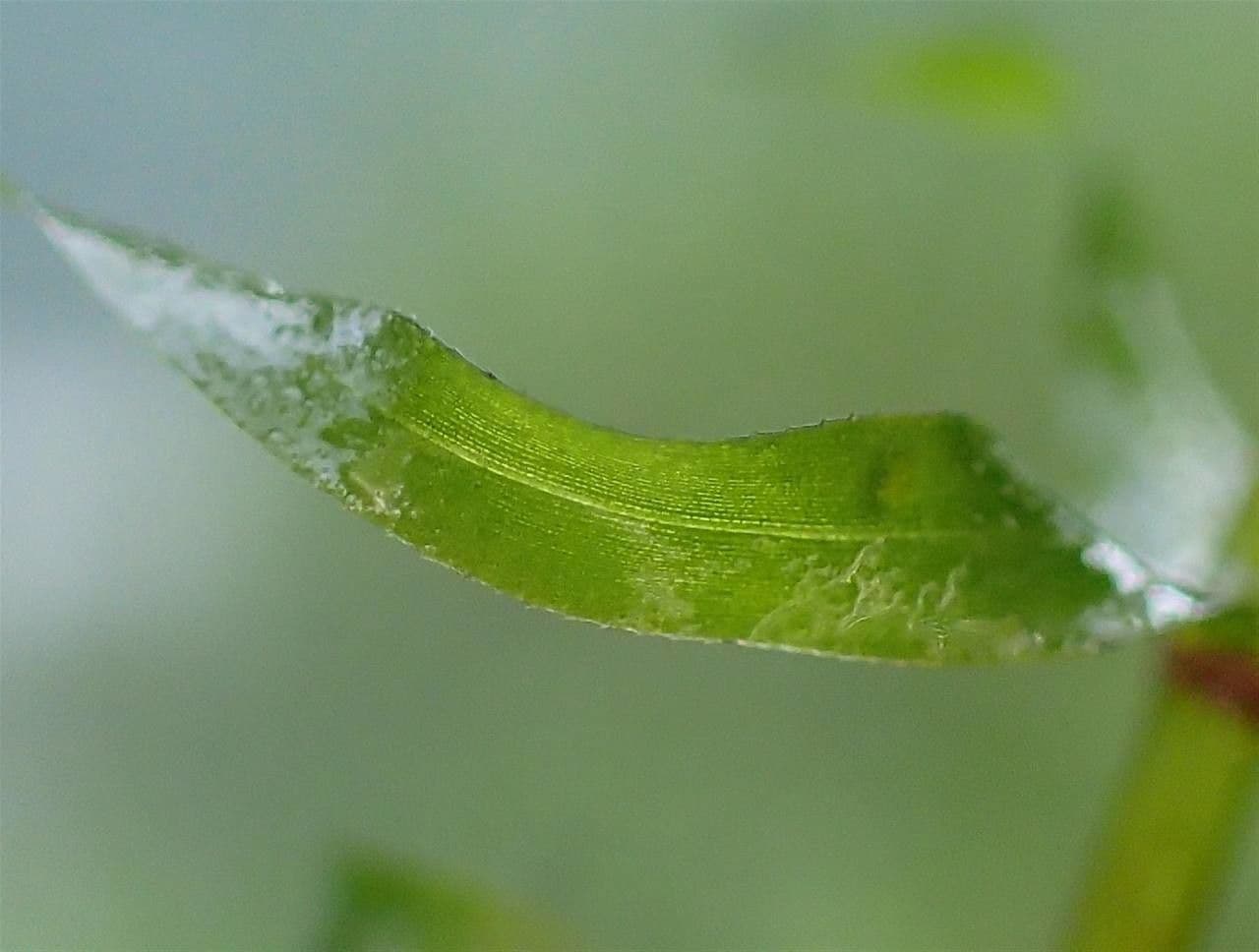 Schmalblättrige Wasserpest 15