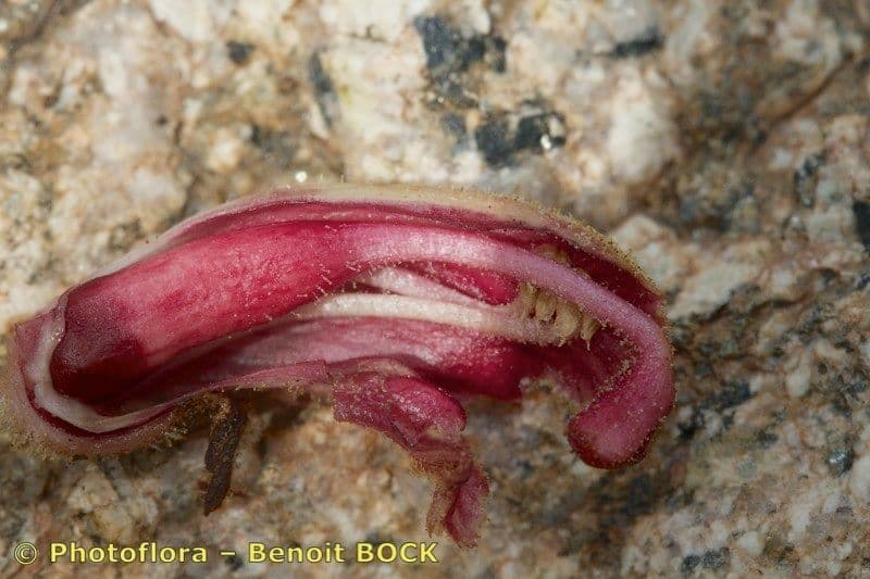 Succiamele gracile 3