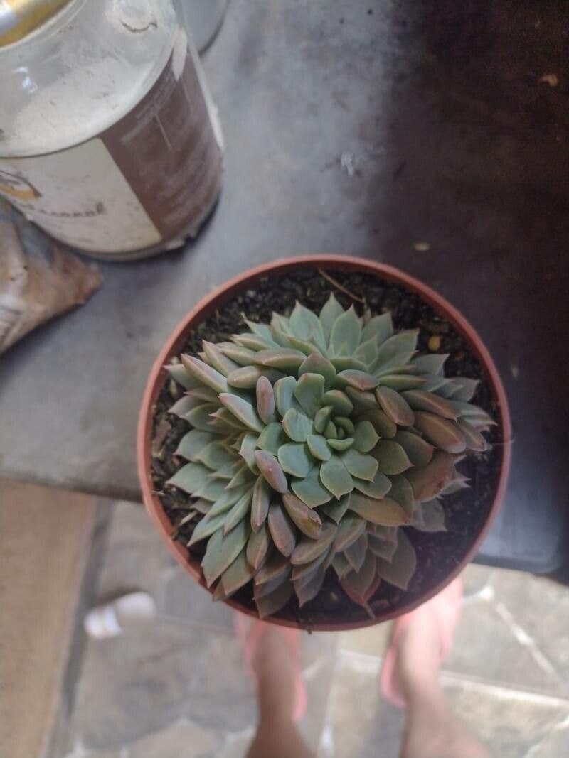 Graptopetalum 5