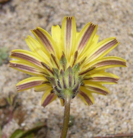 Agoseris apargioides 6