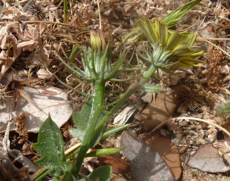 Tolpis barbata 28