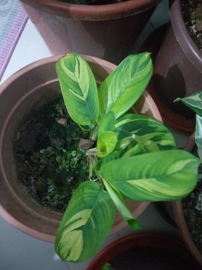 Ctenanthe 6