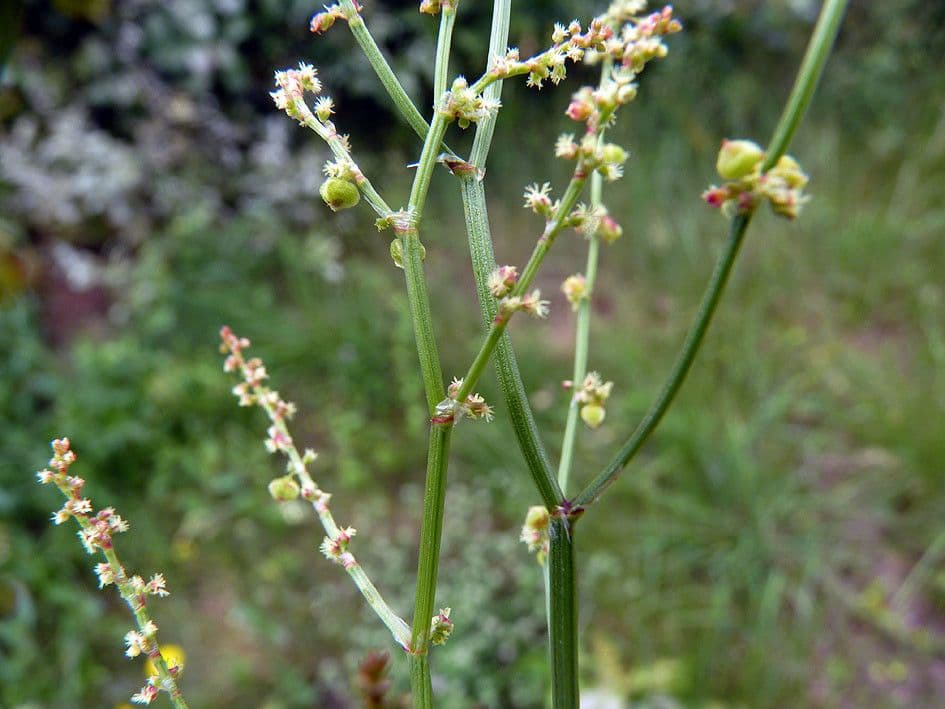 Acetosella 25