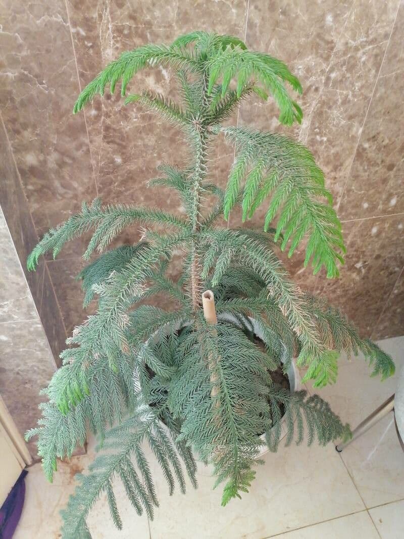 Araukarie 6