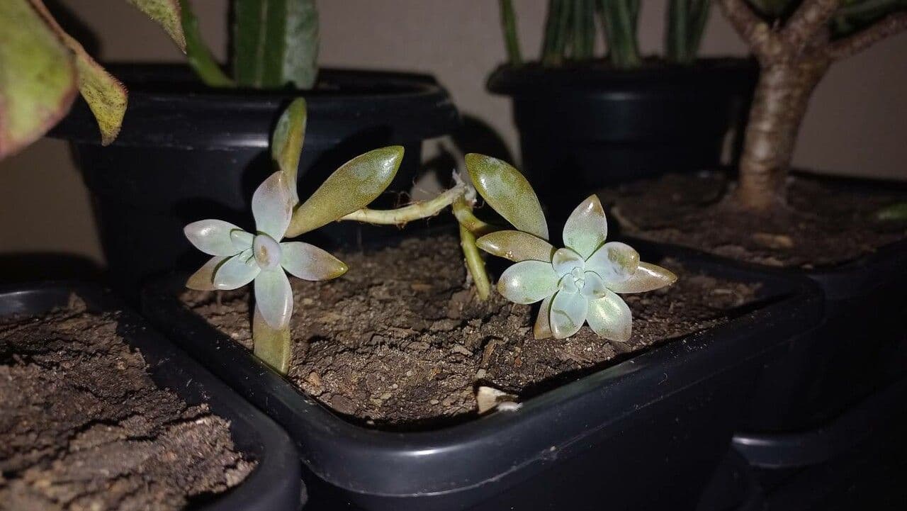 Dudleya di Greene 9