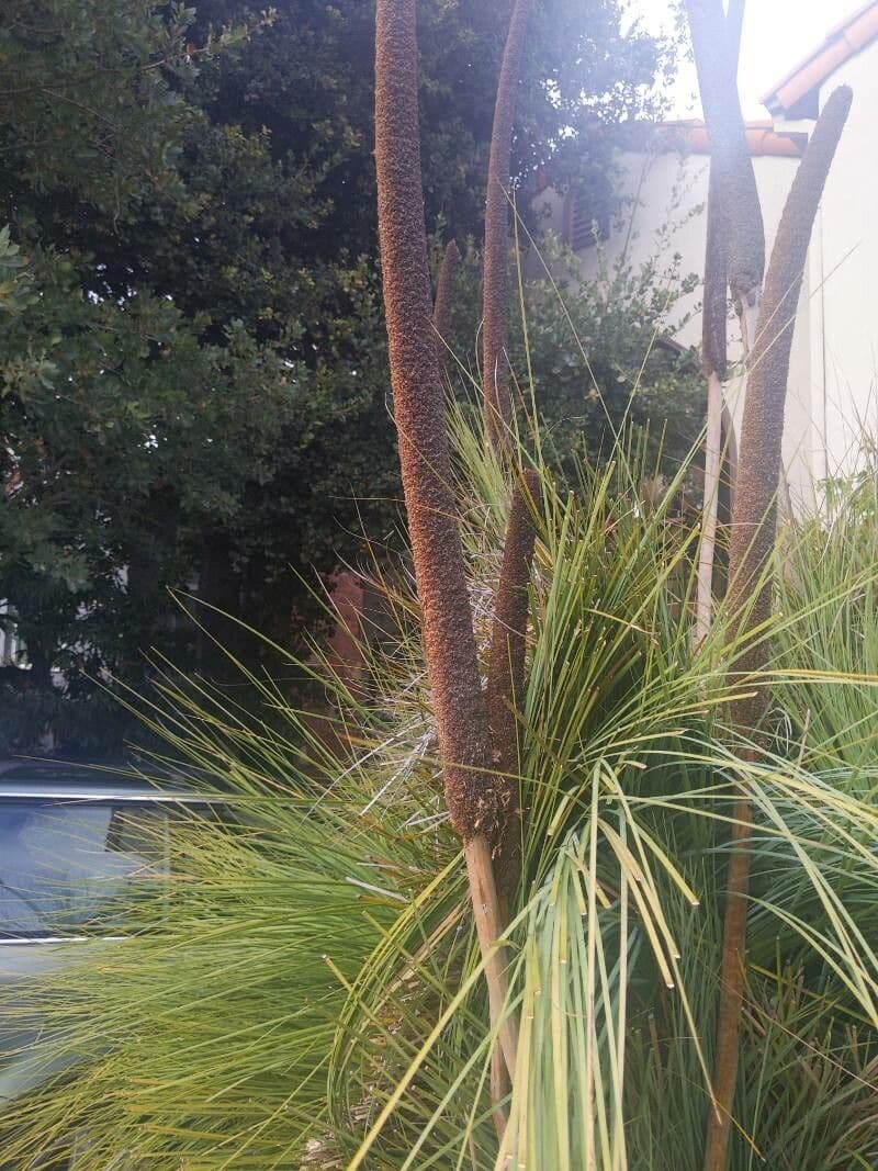 Xanthorrhoea 2