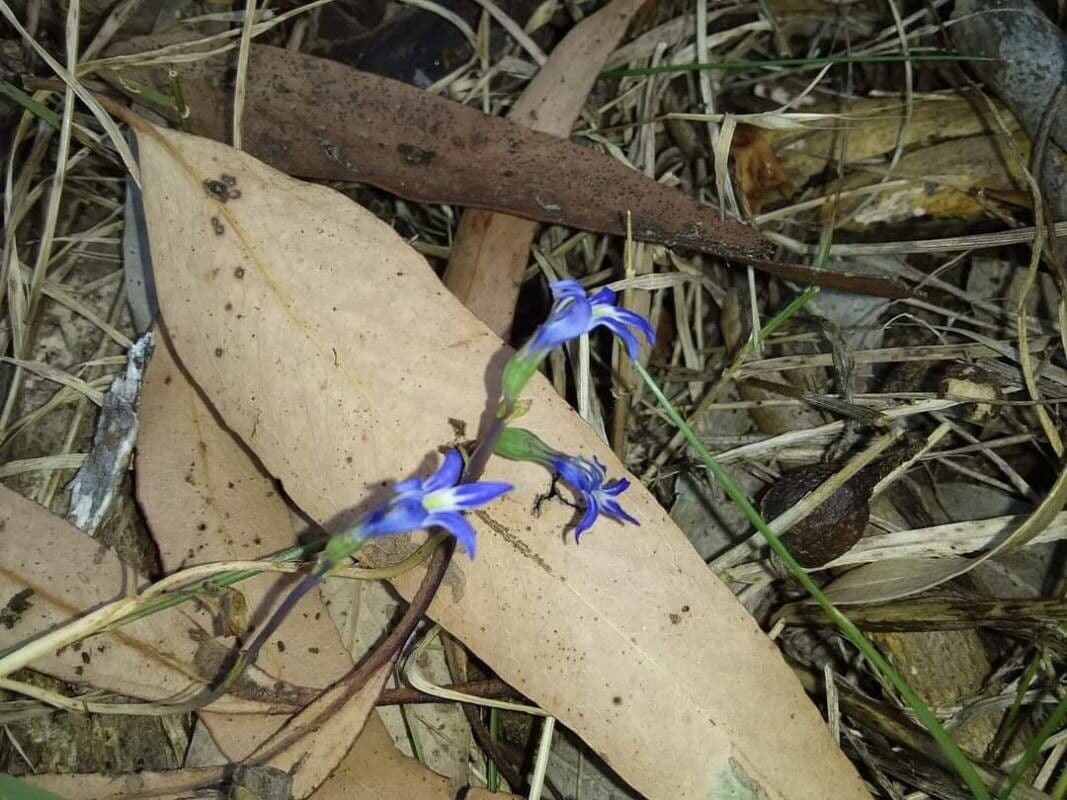 Lobelia gibbosa