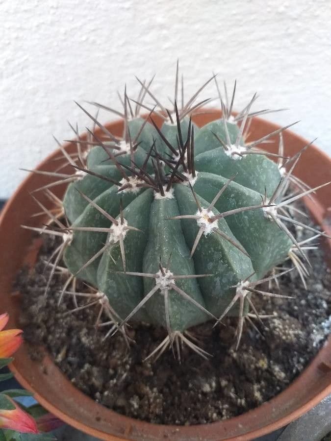 Gymnocalycium 6