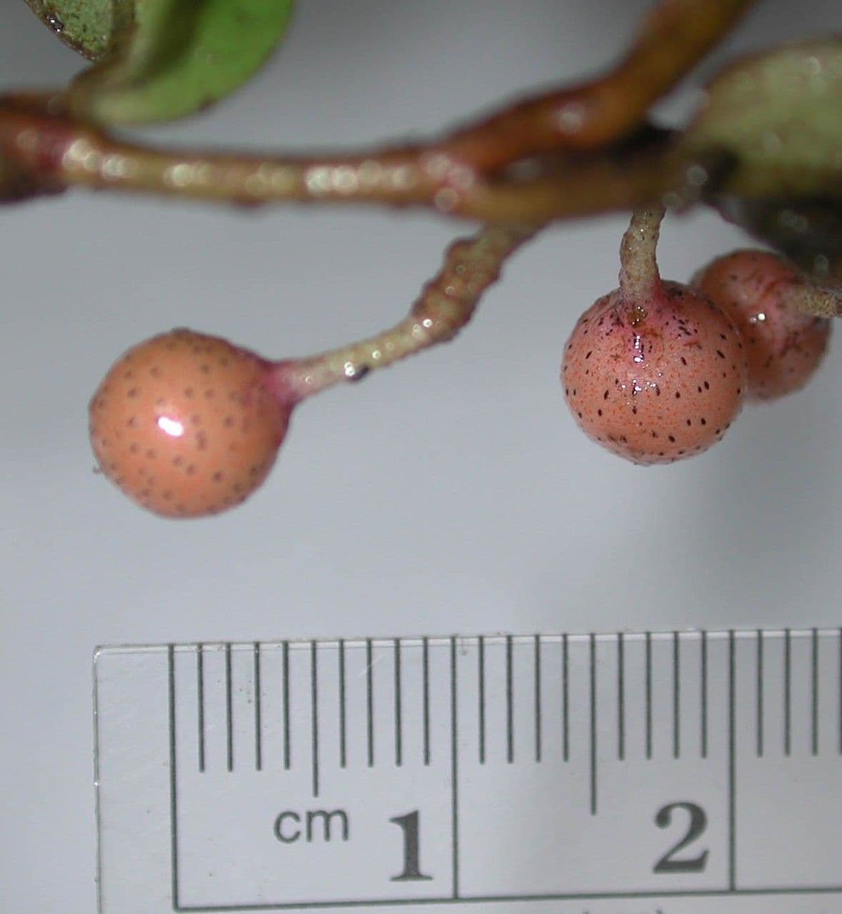 Hymenandra 2
