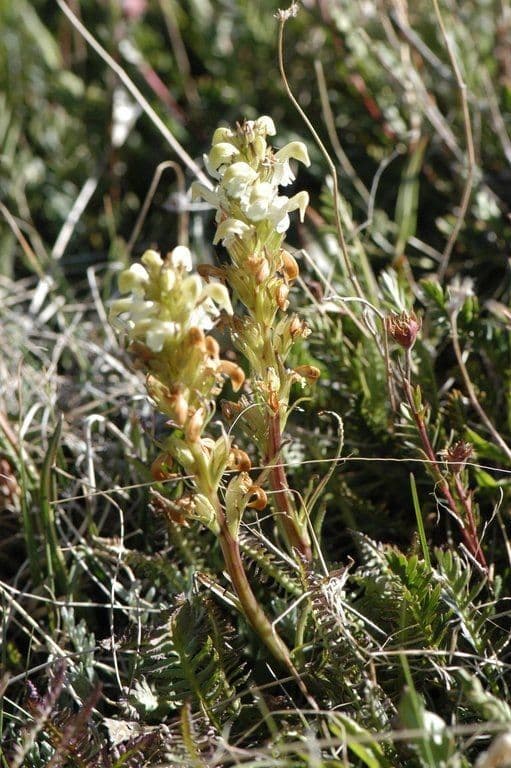 Pedicularis di Parry 5