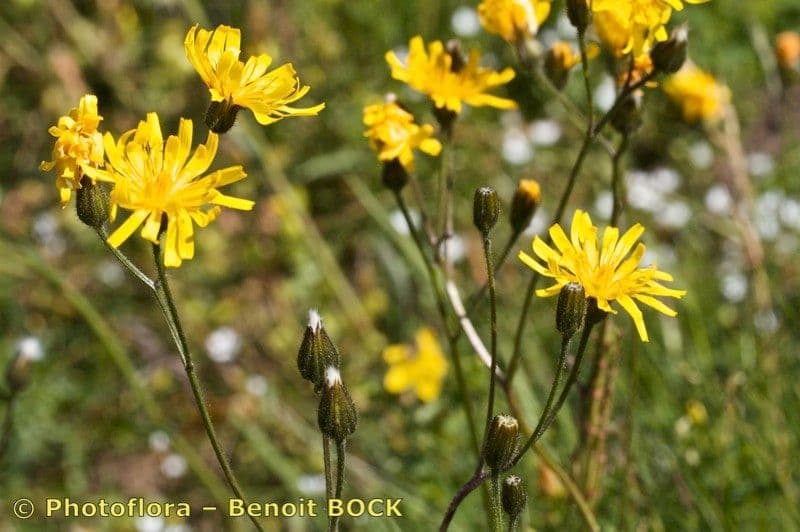 Radicchiella dolcigna 29