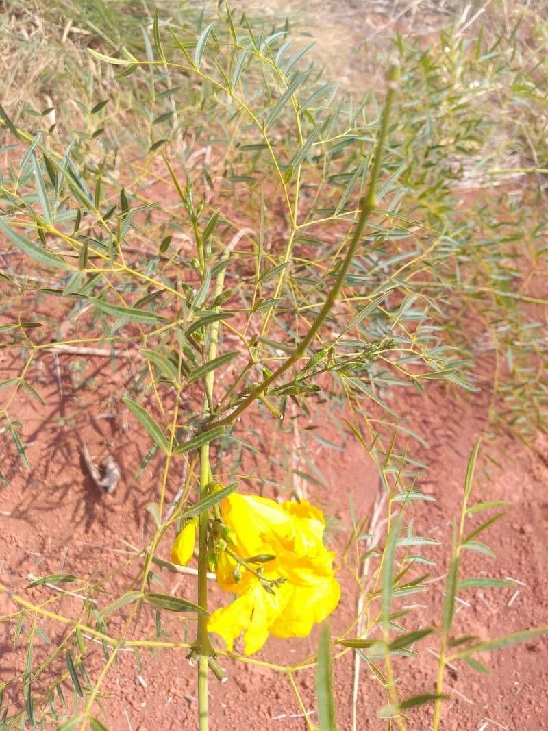Senna 15