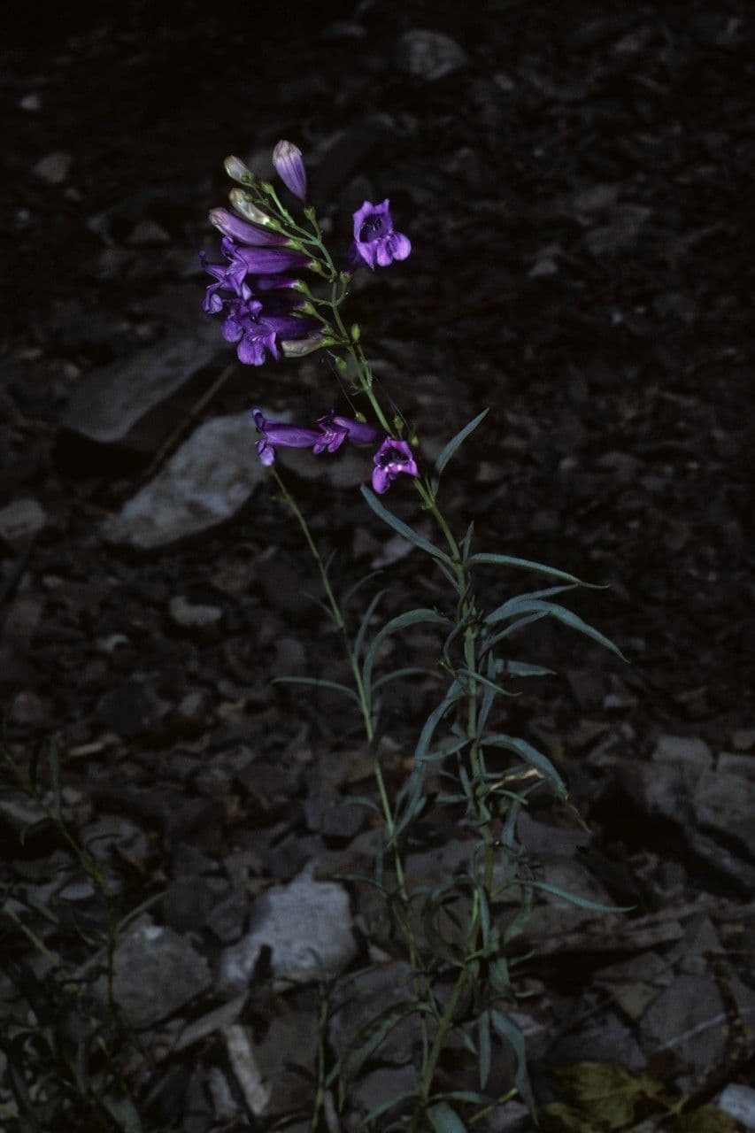 Penstemon
