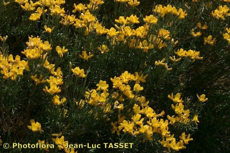 Ginestra radiata 27
