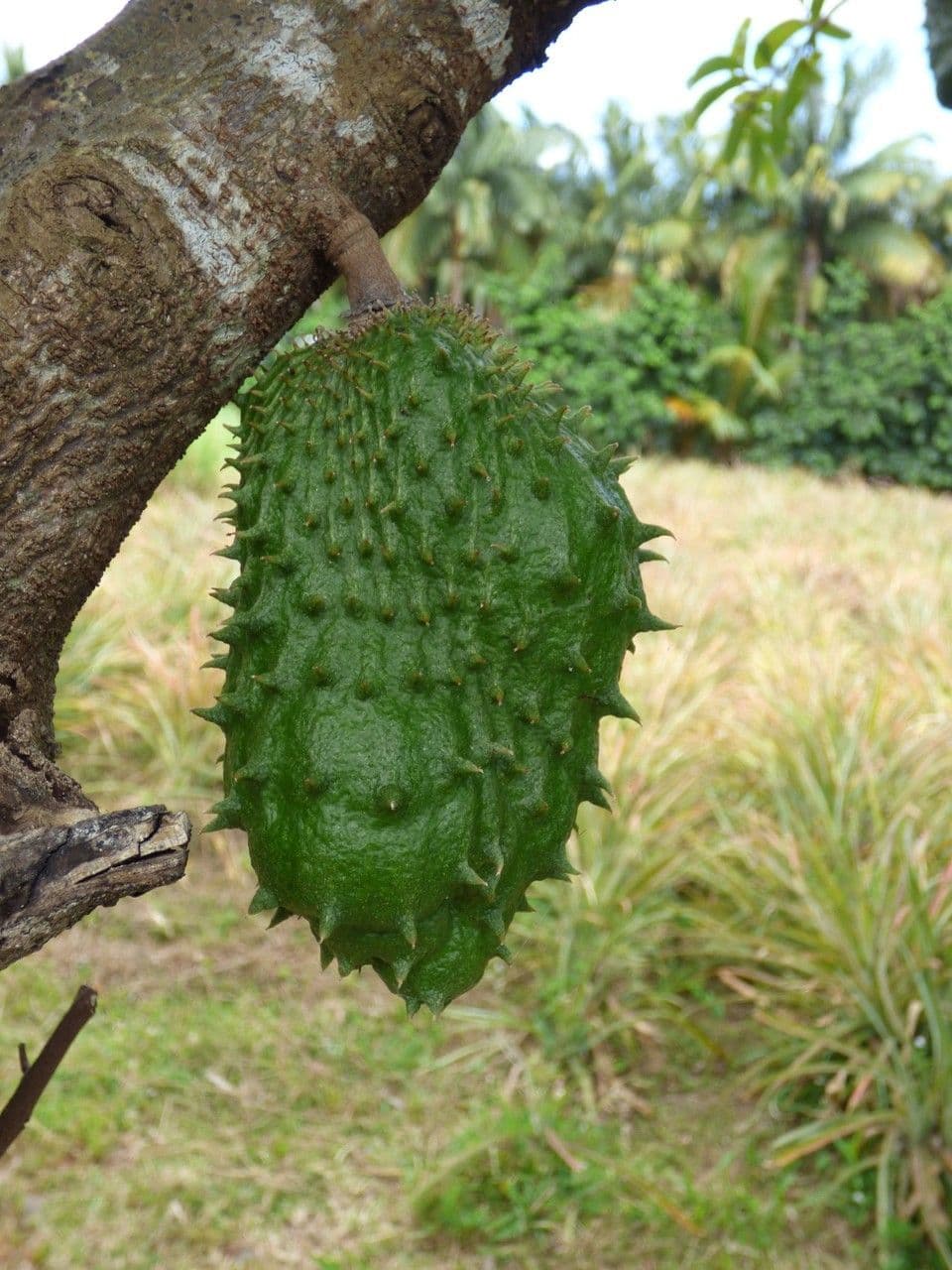 Graviola 3