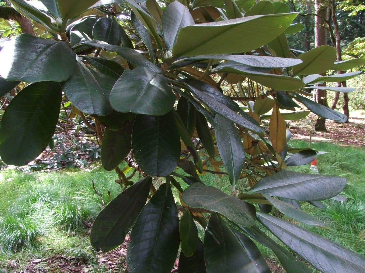 Rododendro 4
