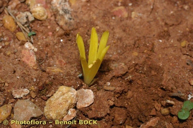 Sternbergia colchiciflora 15