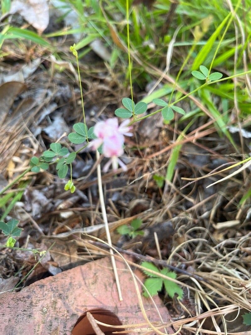 Lespedeza texana