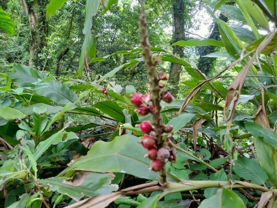 Alpinia