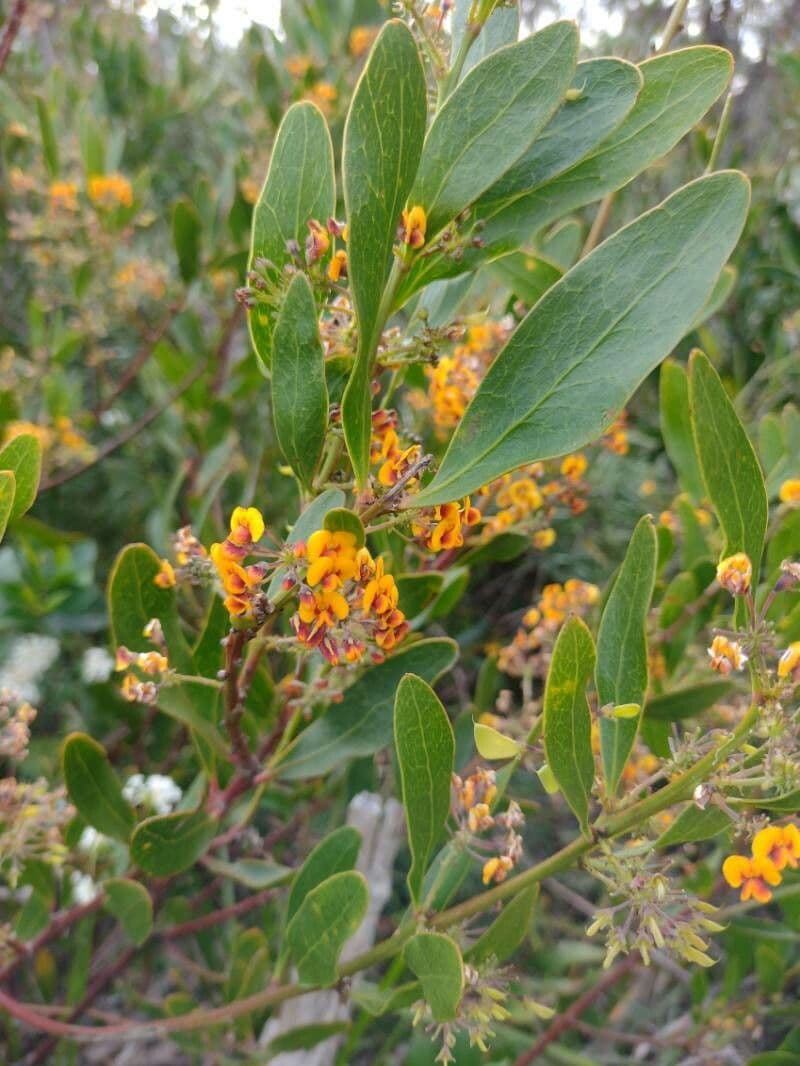 Daviesia corymbosa 5