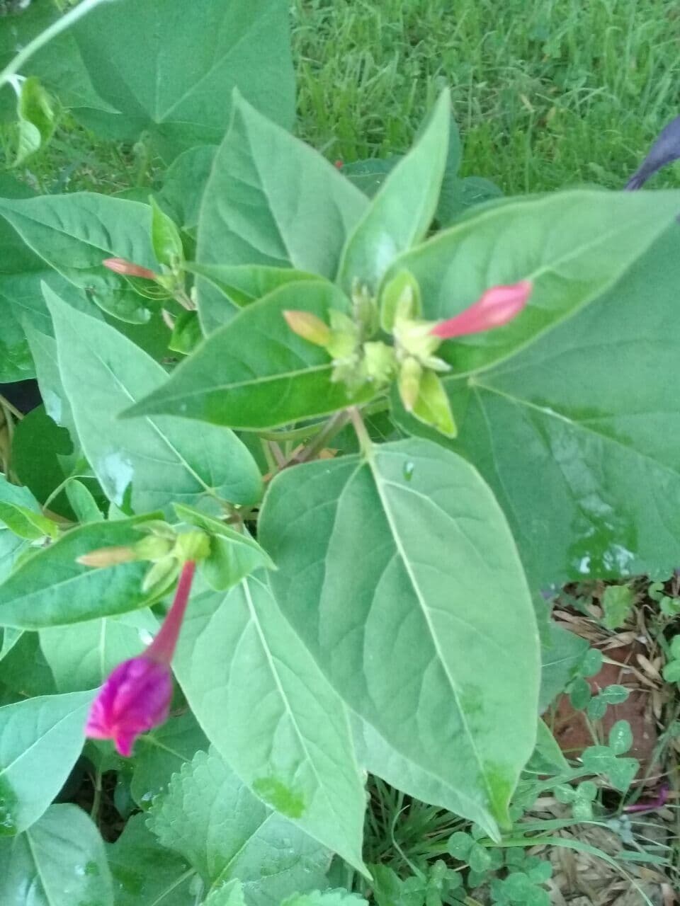 Wunderblume 27