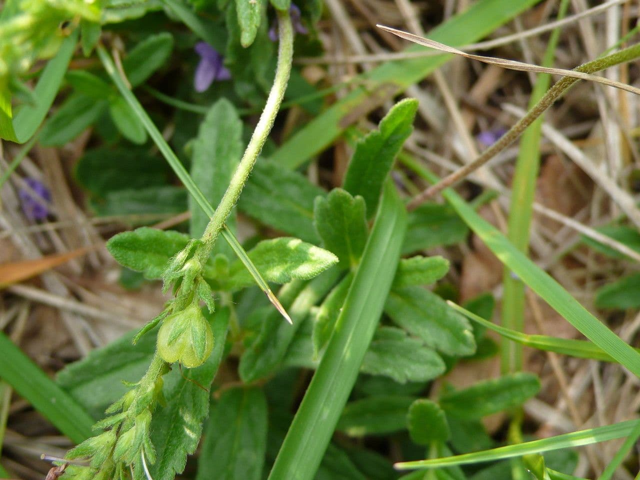 Veronica orsiniana 11