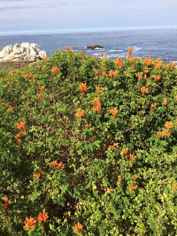 Tecoma del Capo 14