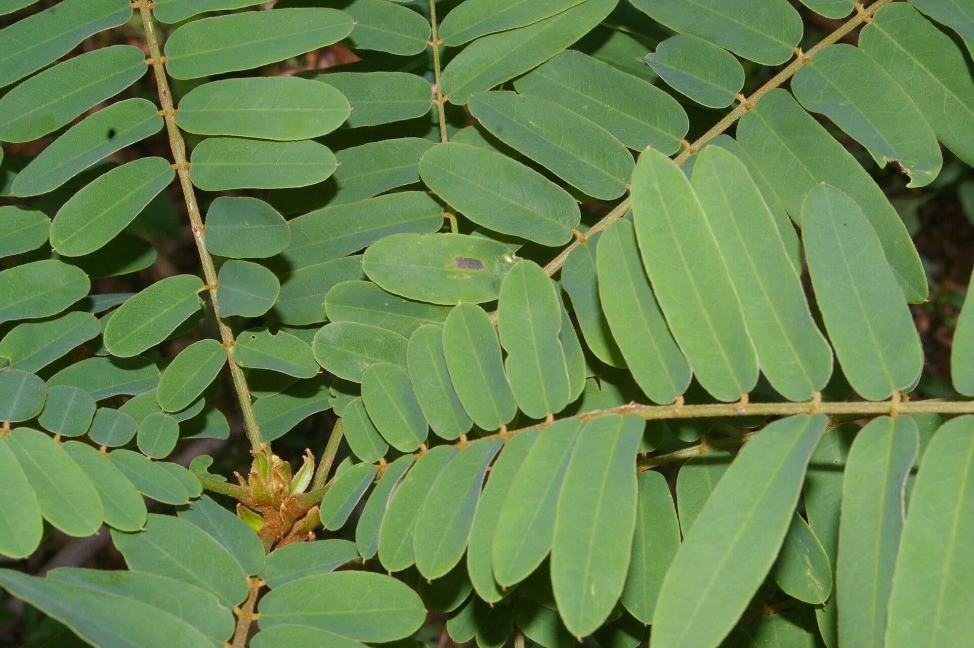 Hymenolobium mesoamericano 6