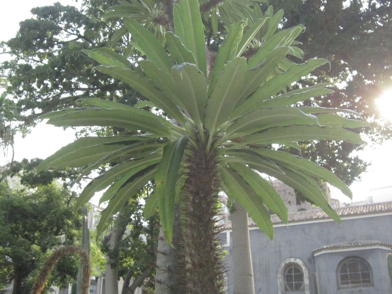 Madagaskar-Palme 10
