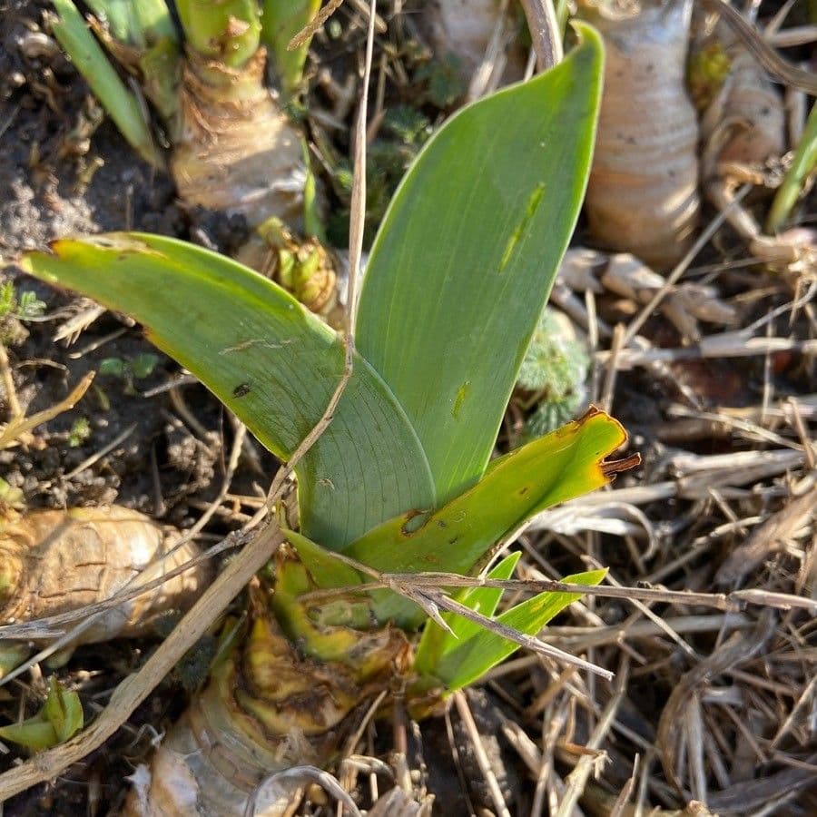 Iris lutescens 23