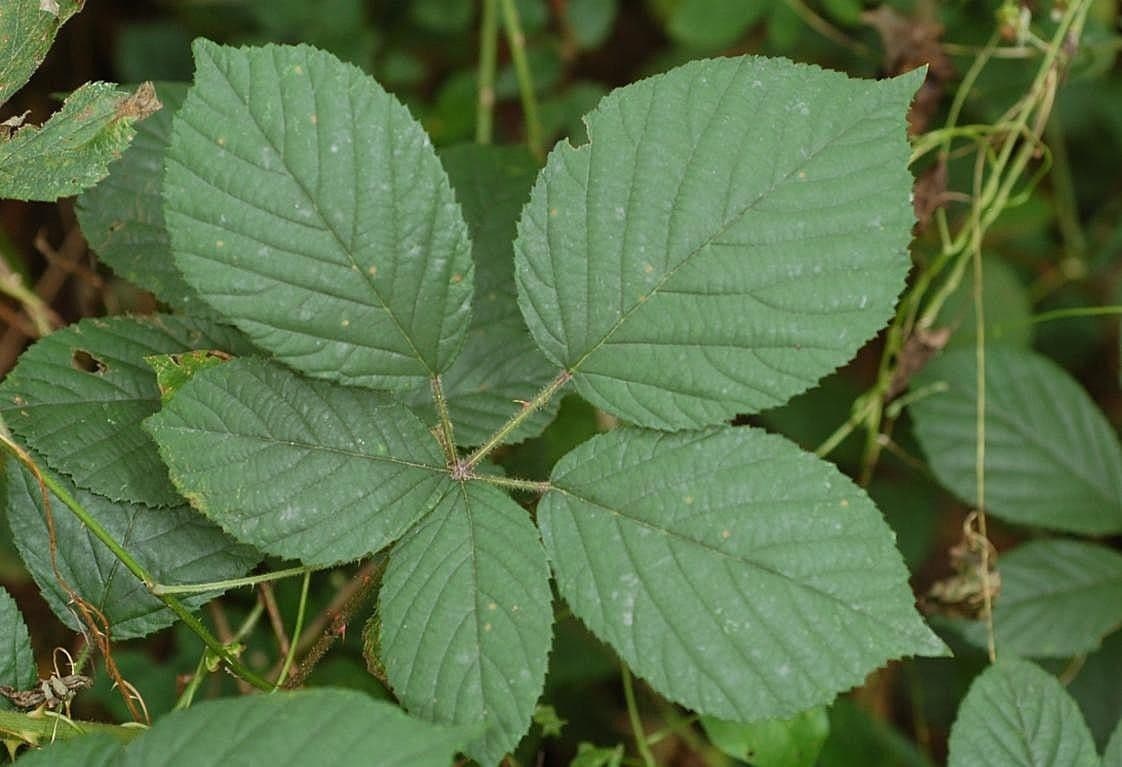 Rovo gracile 6