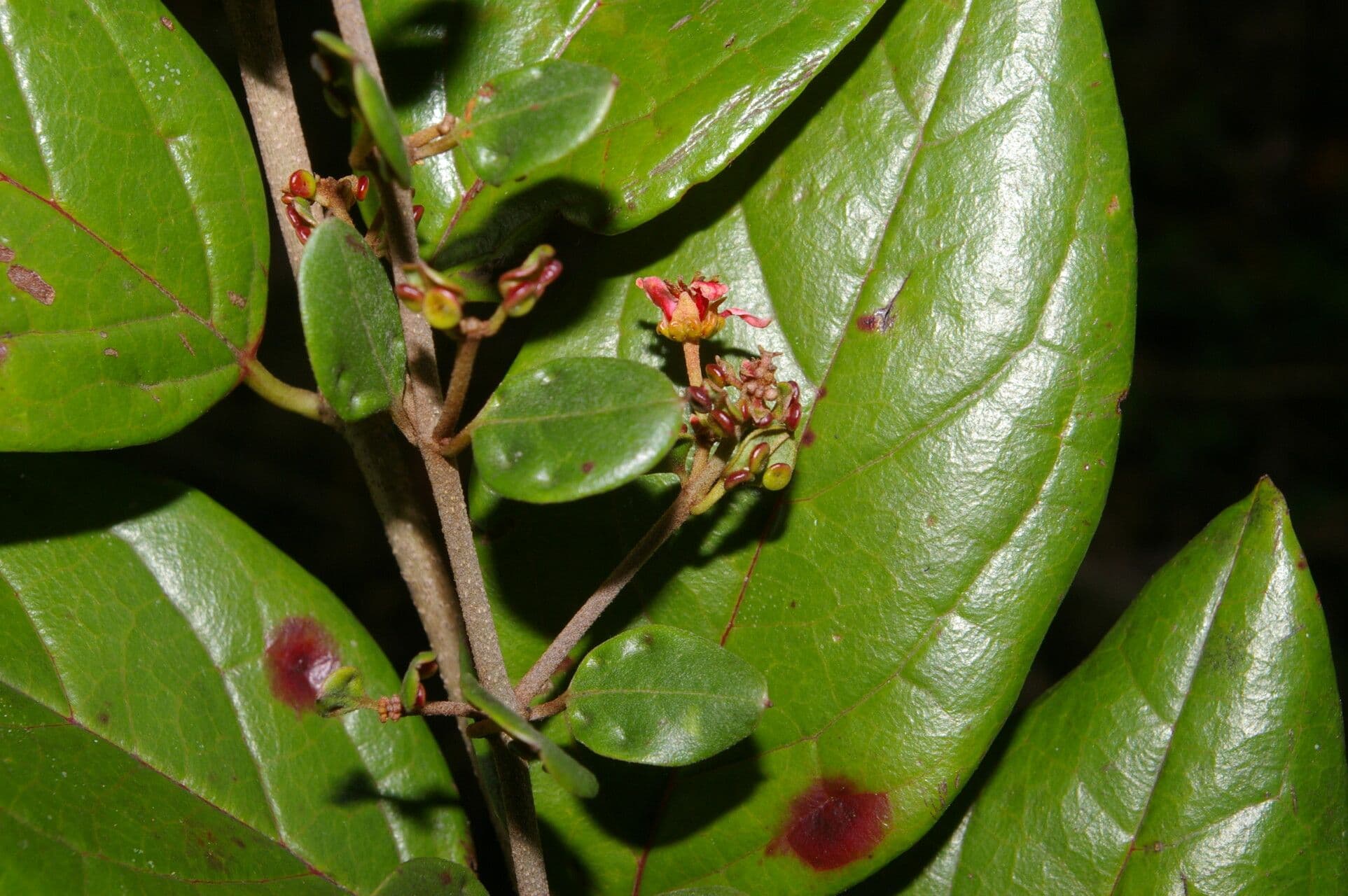 Heteropterys 8