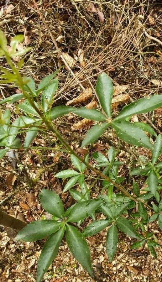 Falso Aralia 4