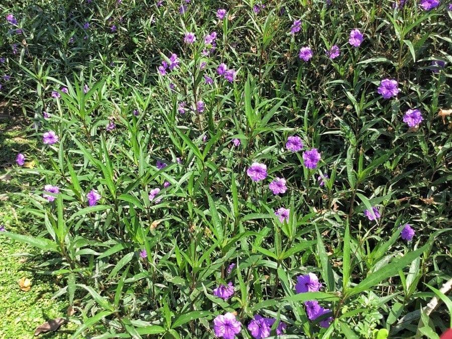 Ruellia simplex 12