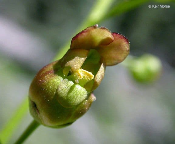 Scrofularia lanceolata 2