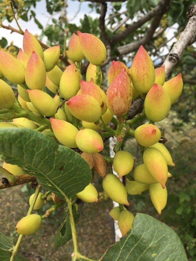 Pistacchio 5