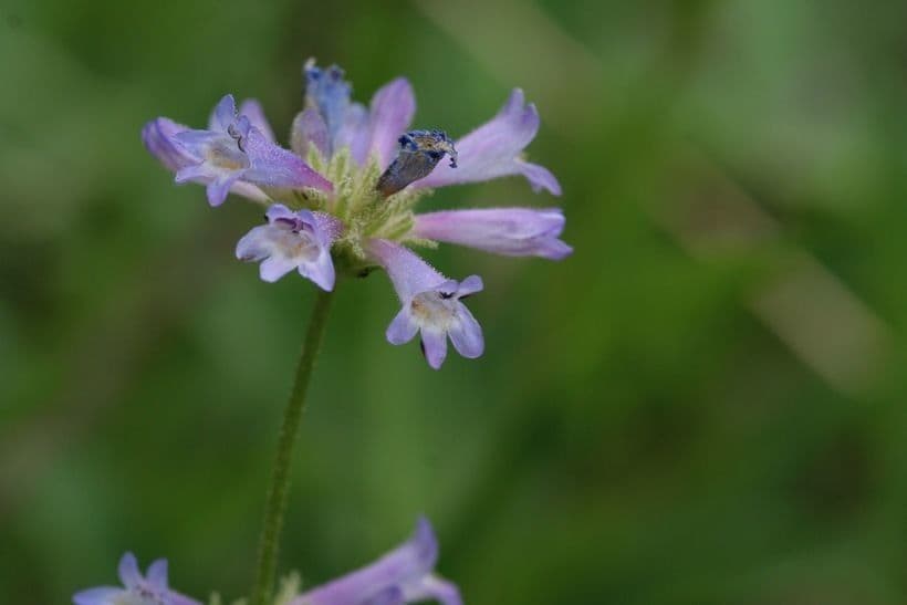 Penstemon 5