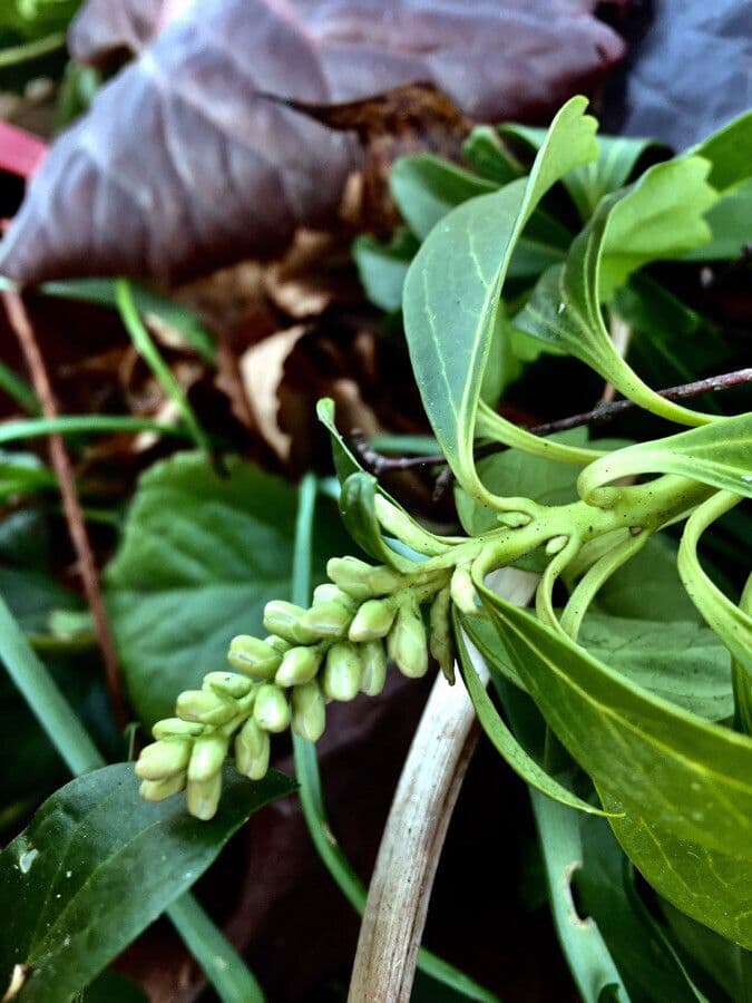 Pachysandra terminale 29