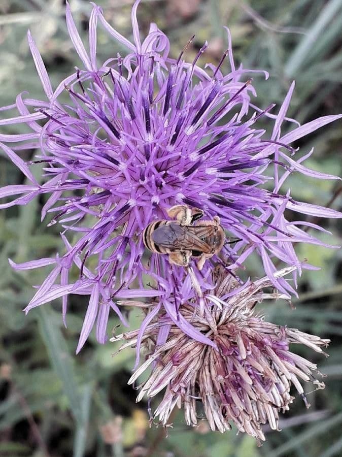 Centaurea vedovina 8