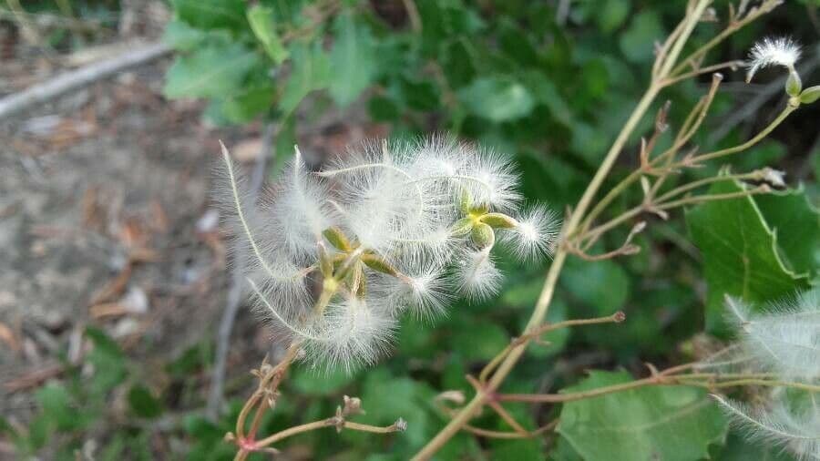 Clematítide 5