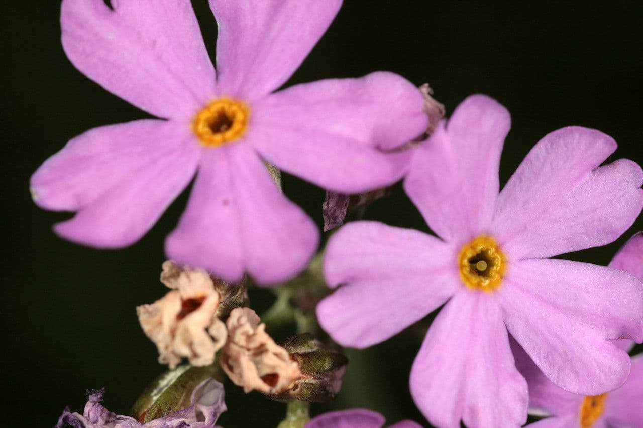 Primula di Laurent 6